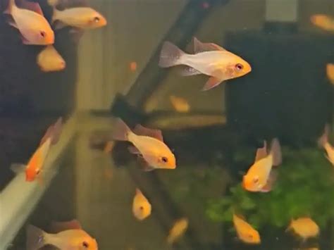 best fish for 75 gallon freshwater aquarium.